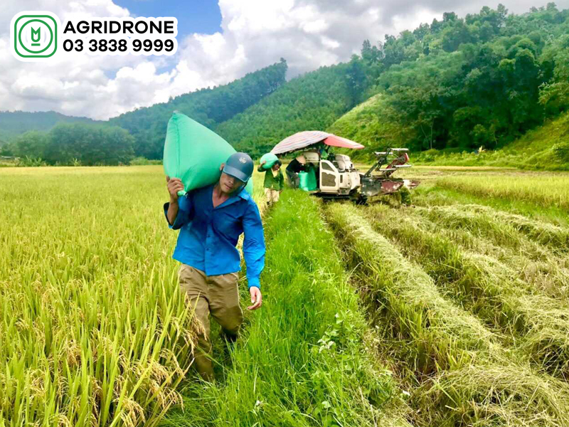 Năng suất lúa vụ mùa do những yếu tố nào quyết định?