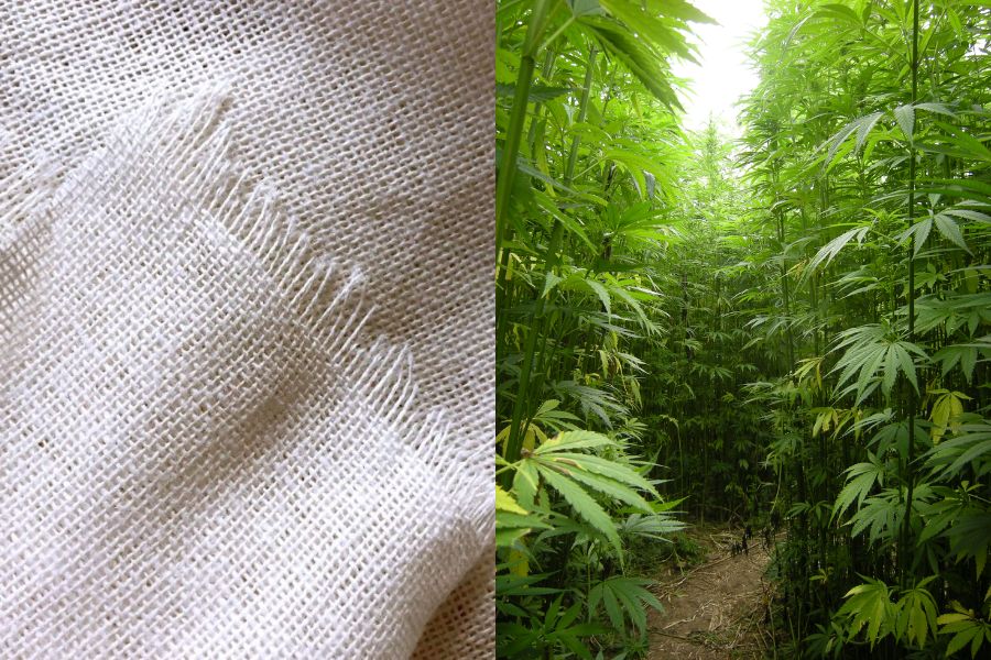 Vải Gai dầu (Hemp)