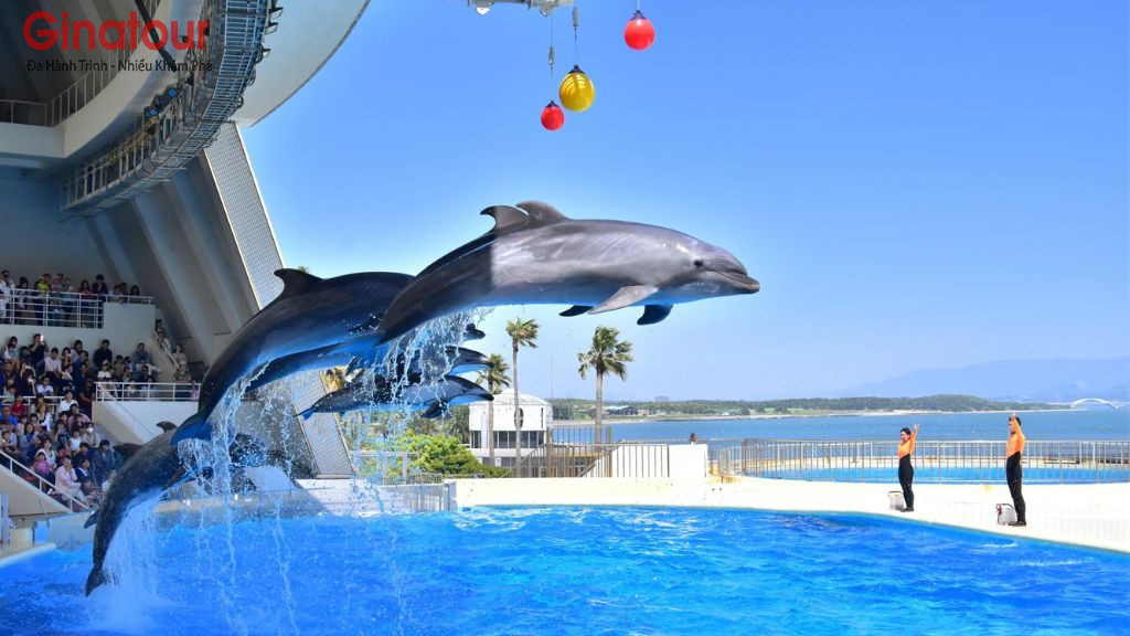 Biểu Diễn Cá Heo