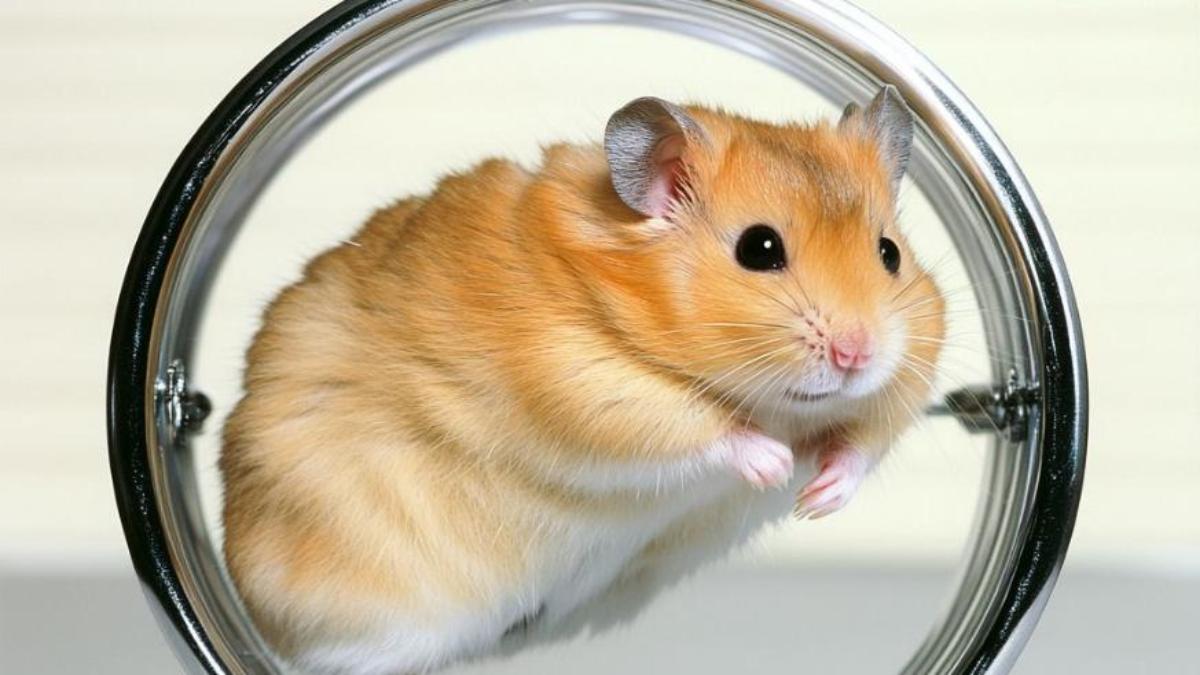 Hình nền điện thoại máy tính ảnh con chuột đáng yêu