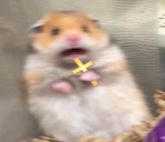 Hình ảnh con chuột meme cute hài hước