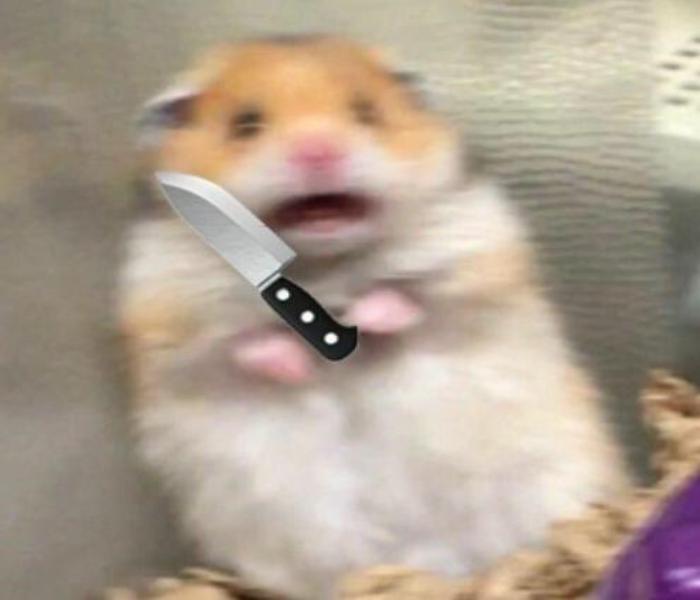 Hình ảnh con chuột meme cute hài hước