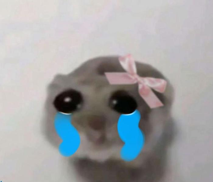 Hình ảnh con chuột meme cute hài hước