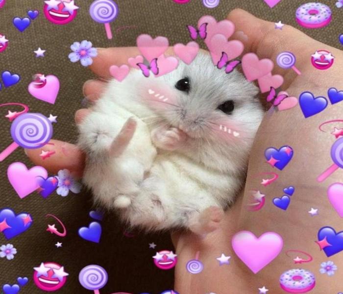 Hình ảnh con chuột meme cute hài hước