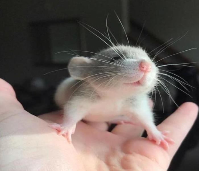 Hình ảnh con chuột đẹp nhất
