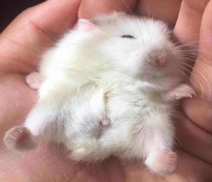 Hình ảnh con chuột đẹp nhất