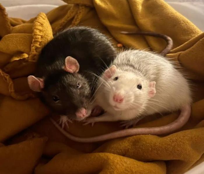 Hình ảnh con chuột đẹp nhất