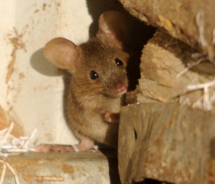 Hình ảnh con chuột đẹp nhất