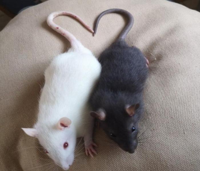 Hình ảnh con chuột đẹp nhất
