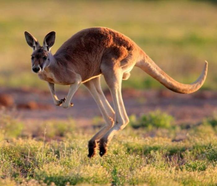 Bộ ảnh con chuột túi đáng yêu chân thực