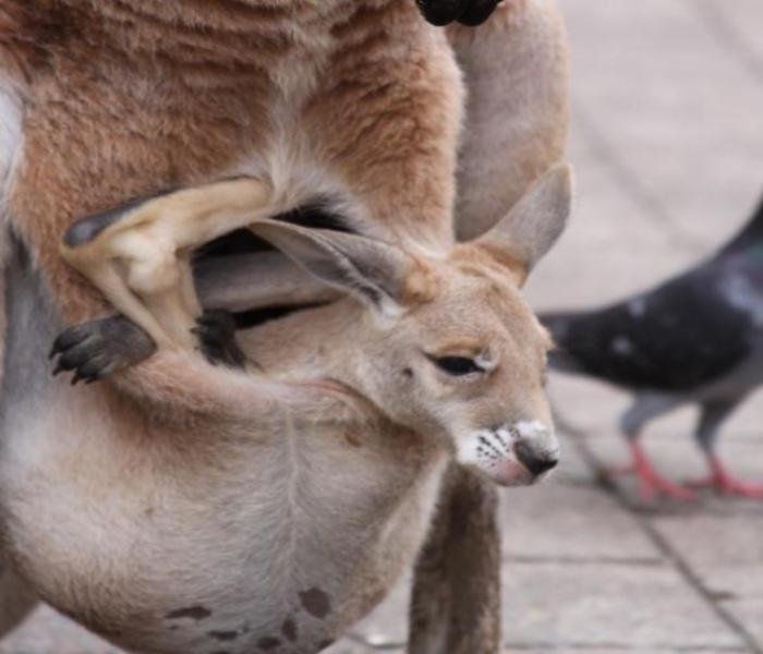 Bộ ảnh con chuột túi đáng yêu chân thực