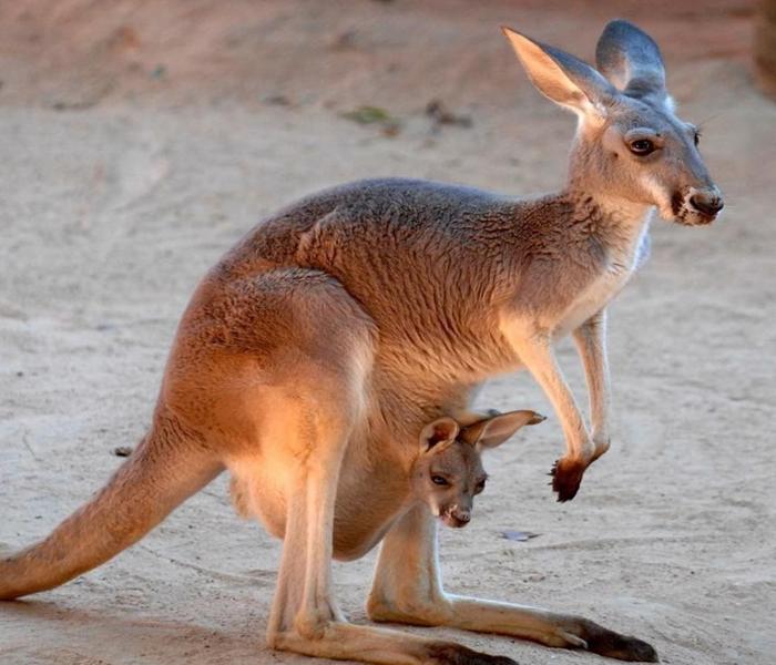 Bộ ảnh con chuột túi đáng yêu chân thực
