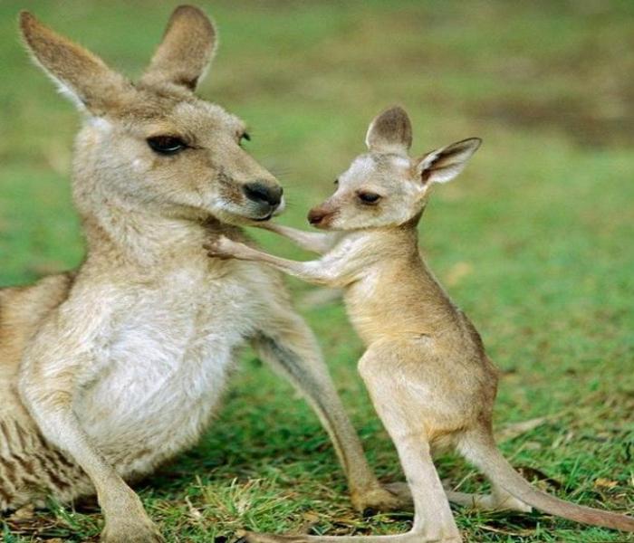 Bộ ảnh con chuột túi đáng yêu chân thực