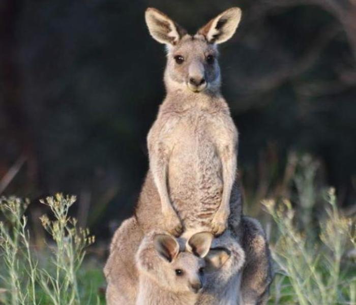 Bộ ảnh con chuột túi đáng yêu chân thực