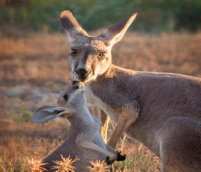 Bộ ảnh con chuột túi đáng yêu chân thực