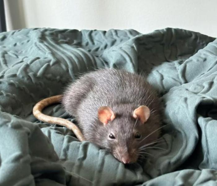 BST ảnh con chuột đồng sinh động nhất