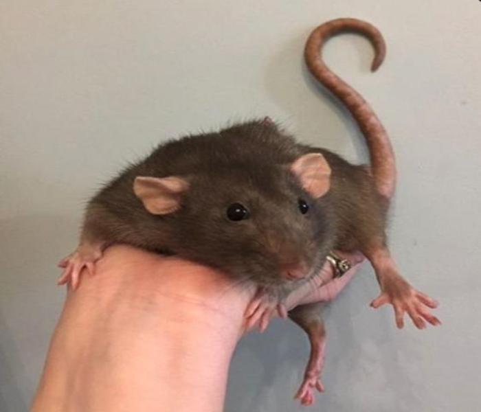 BST ảnh con chuột đồng sinh động nhất