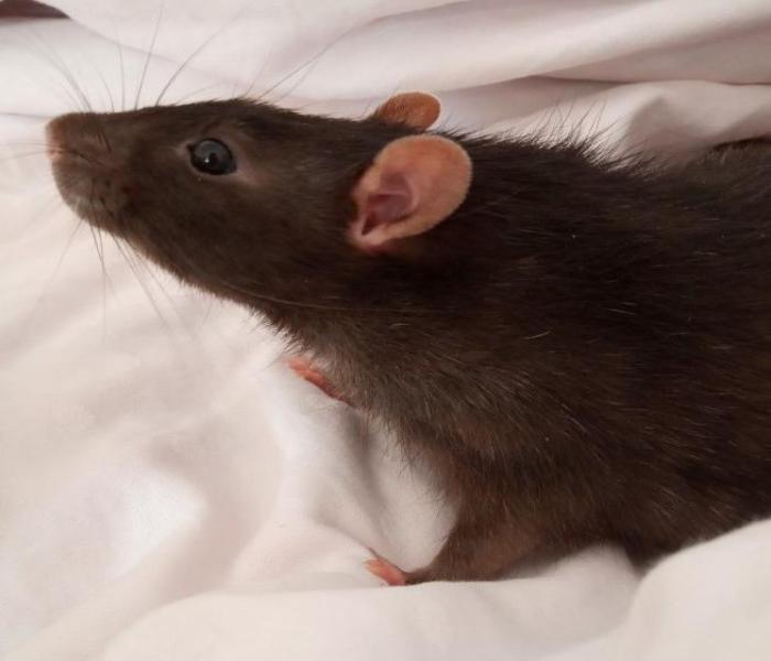 BST ảnh con chuột đồng sinh động nhất