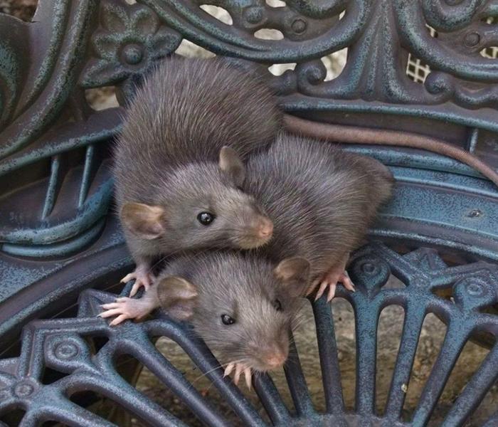 BST ảnh con chuột đồng sinh động nhất