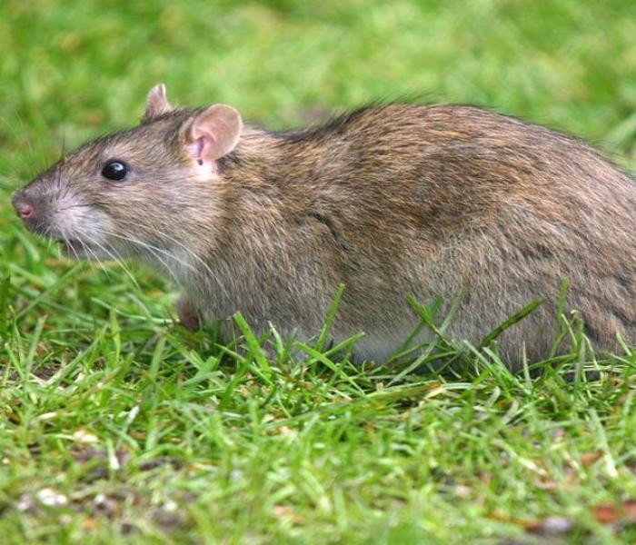 BST ảnh con chuột đồng sinh động nhất