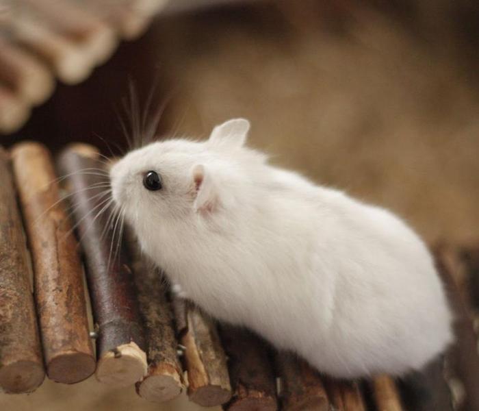 Hình ảnh con chuột bạch đáng yêu
