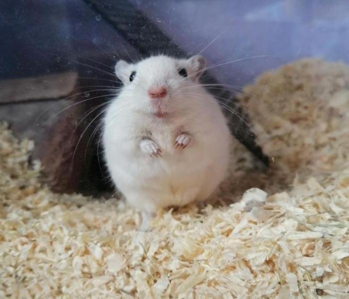 Hình ảnh con chuột bạch đáng yêu