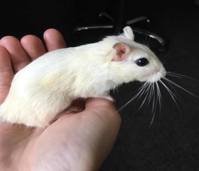 Hình ảnh con chuột bạch đáng yêu