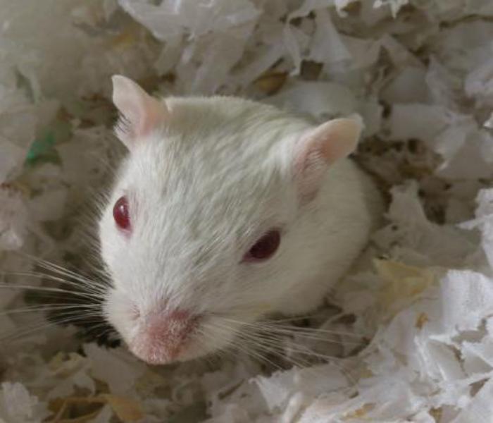 Hình ảnh con chuột bạch đáng yêu