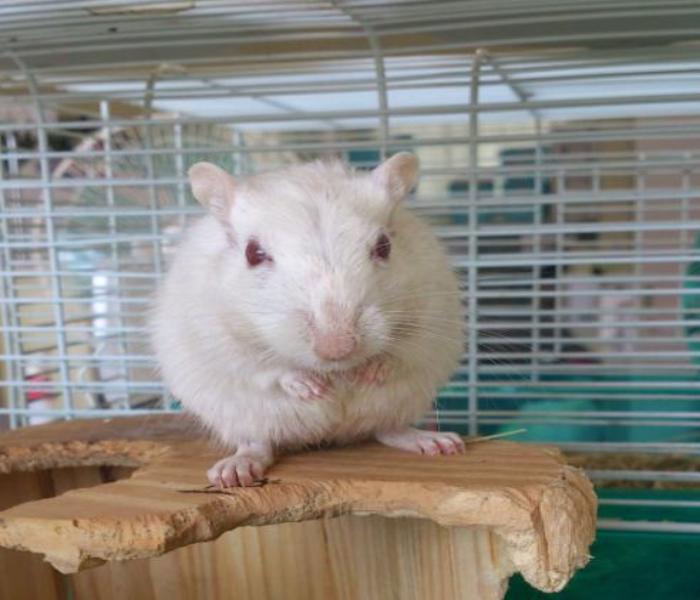 Hình ảnh con chuột bạch đáng yêu