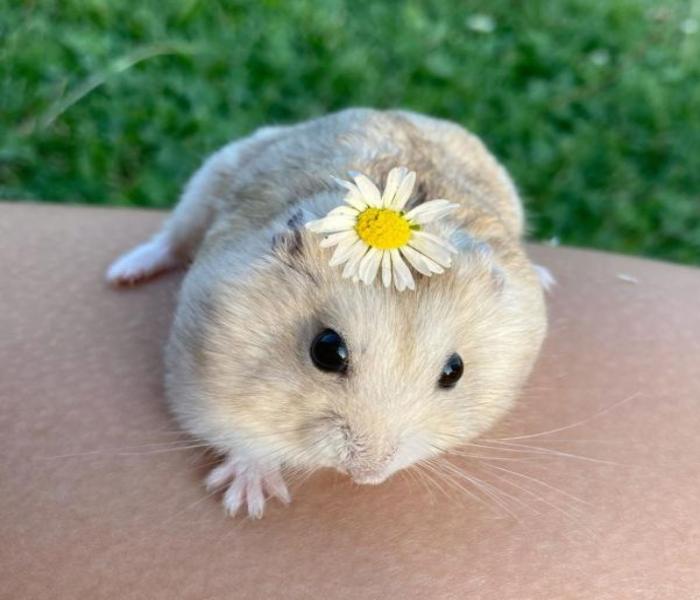 Hình ảnh con chuột Hamster dễ thương