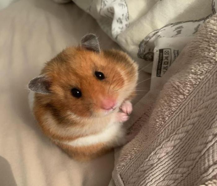 Hình ảnh con chuột Hamster dễ thương