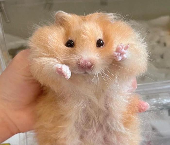 Hình ảnh con chuột Hamster dễ thương