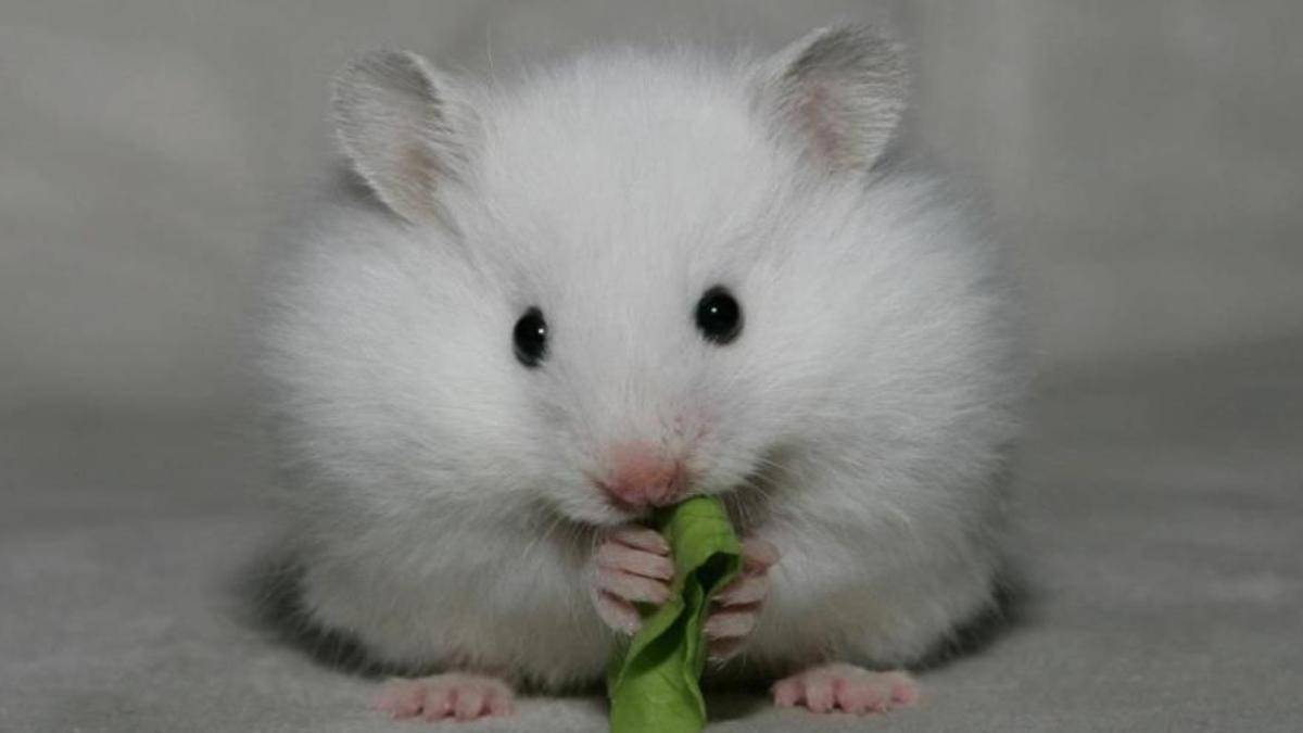 Hình nền điện thoại máy tính ảnh con chuột đáng yêu