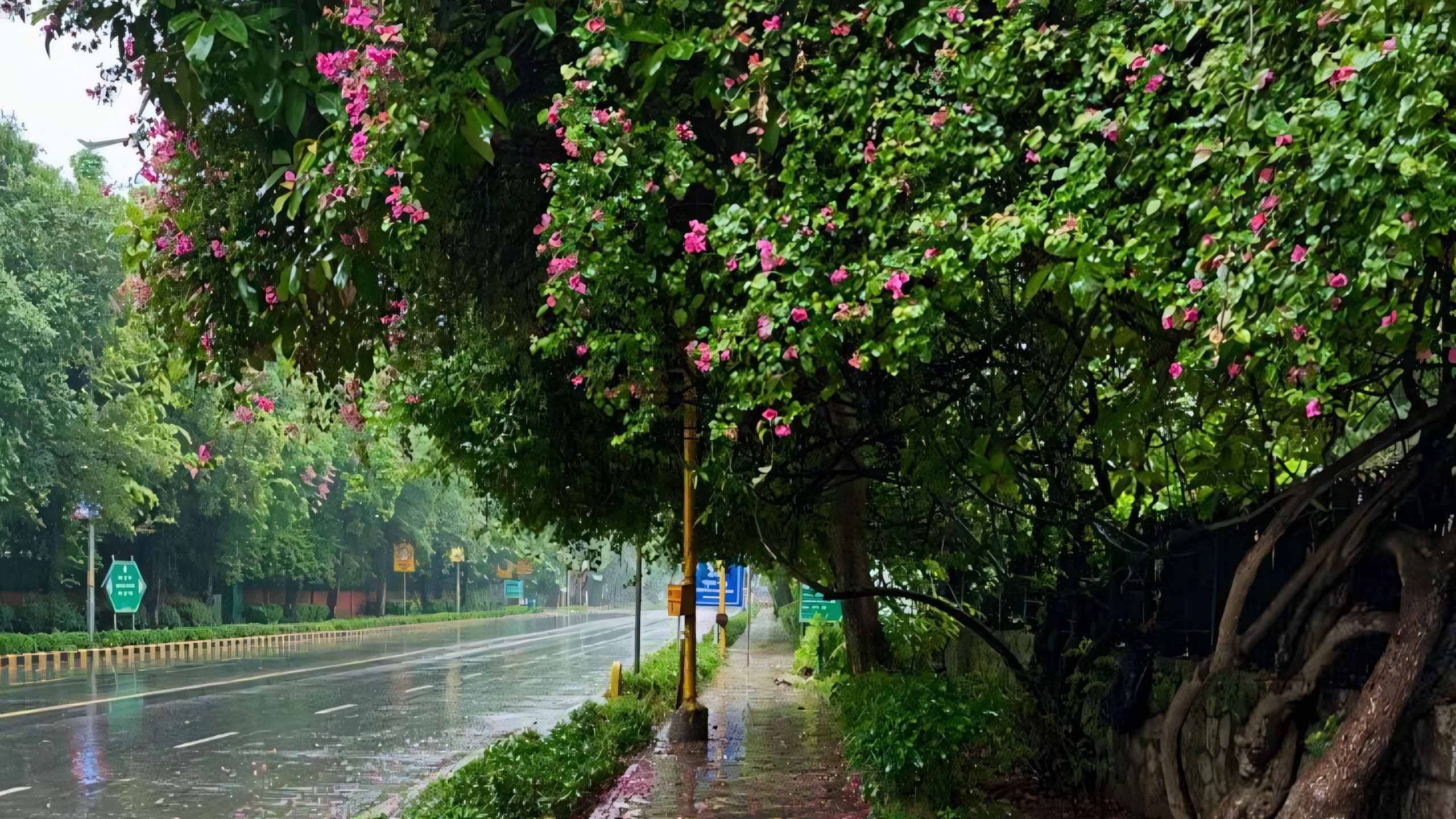 hinh anh mua dep 2560px 1440px 2k 6