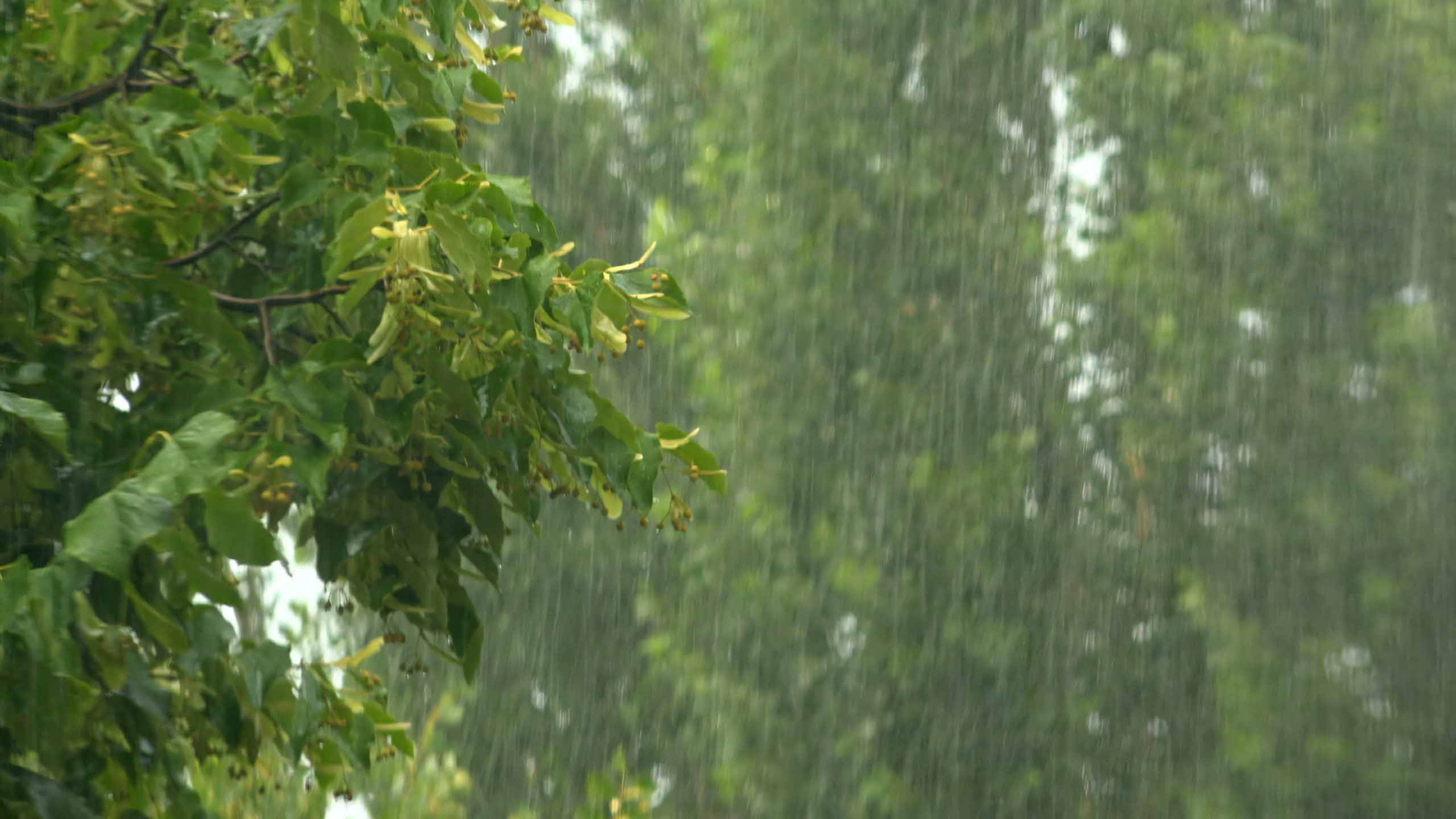 hinh anh mua dep 2560px 1440px 2k 8