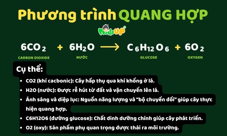 Ảnh minh họa quá trình khi quang hợp