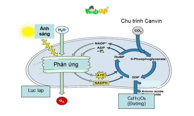 Ảnh minh họa quá trình khi quang hợp
