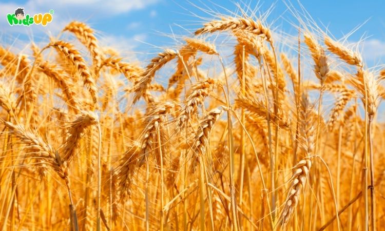 Lúa mì thuộc loại quang hợp thực vật trong điều kiện ánh sáng trung bình