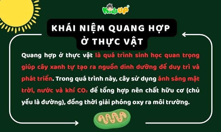 Quang hợp ở thực vật là gì? Kiến thức dễ hiểu nhất