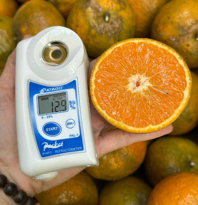 Cách đo độ Brix trái cây
