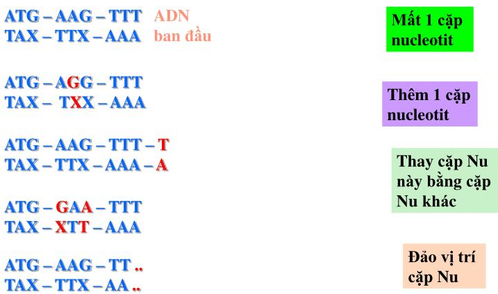 dot bien gen xay ra vao thoi diem nao 3