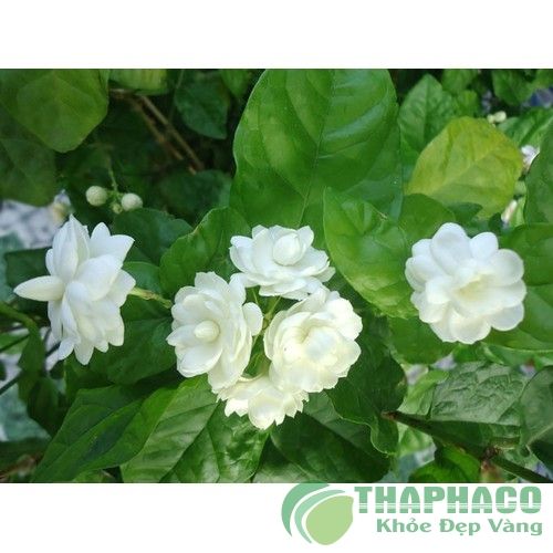 Hoa Nhài ( Jasmine tea) Sấy Khô