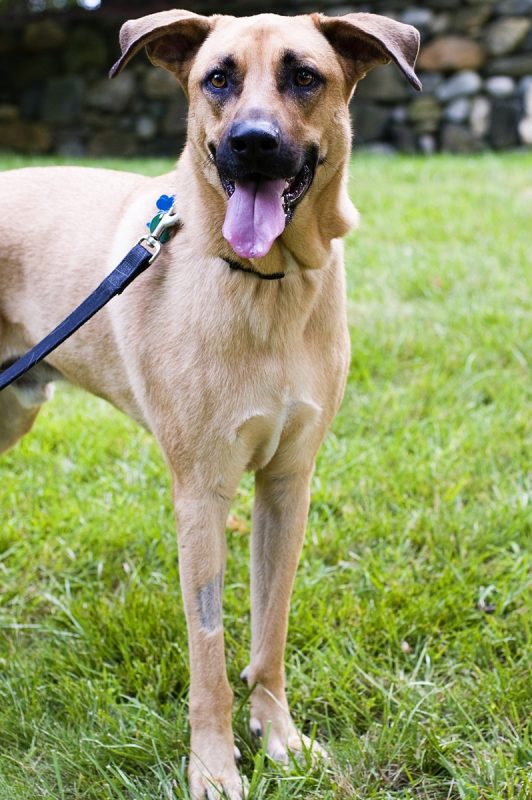 Two dogs, two personalities