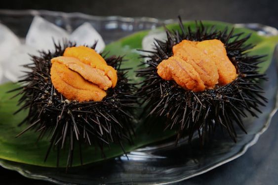 5 lợi ích sức khỏe từ Cầu gai Nhật (Uni)