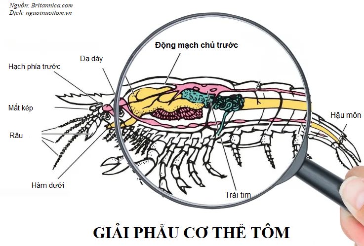 Hệ tuần hoàn của tôm và vai trò của tim tôm - Người Nuôi Tôm