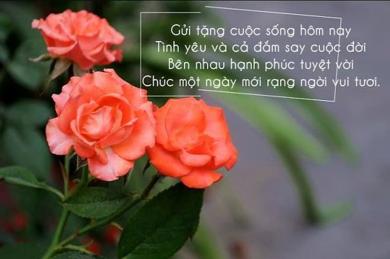 hinh-anh-chuc-ngay-moi-cho-nguoi-yeu-13