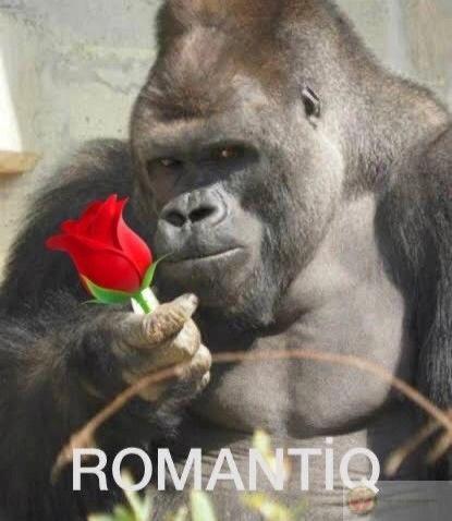 Hình ảnh khỉ đột ngầu nhưng biểu cảm buồn cười trở thành công cụ troll bạn bè