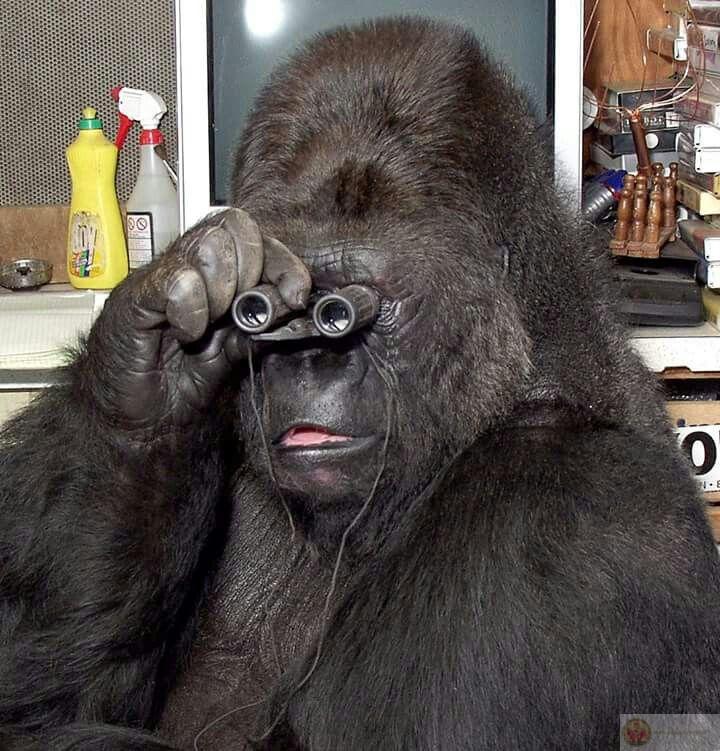 Loạt gorilla meme viral nhờ sự độc lạ và hài hước lan truyền cực nhanh trên TikTok