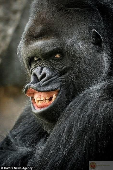 Loạt ảnh chế khỉ đột tạo vibe lầy lội khiến dân mạng share rầm rộ khắp nơi