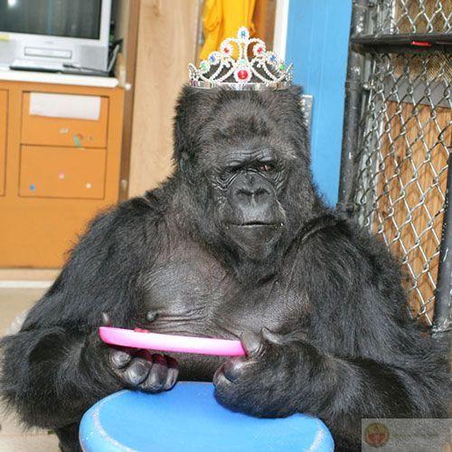 Loạt meme khỉ đột hài hước tạo ra hàng trăm phiên bản chế lan truyền khắp mạng